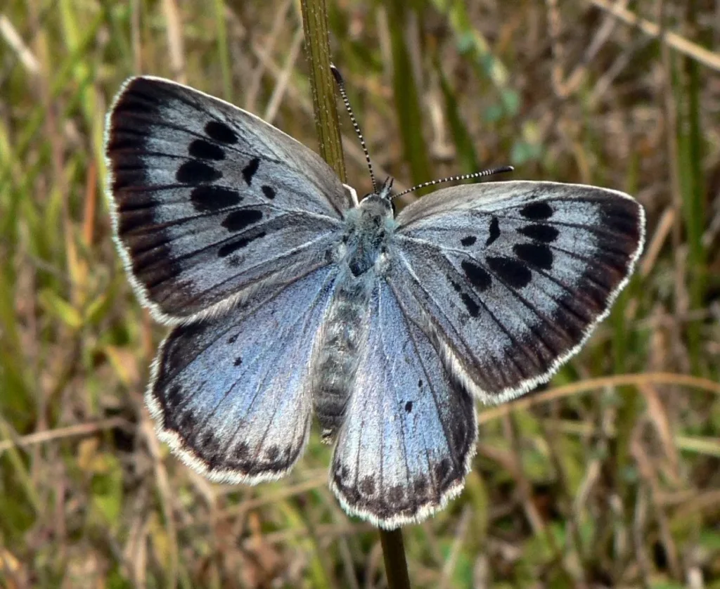 Mariposa azul con las alas abiertas y manchas oscuras.
