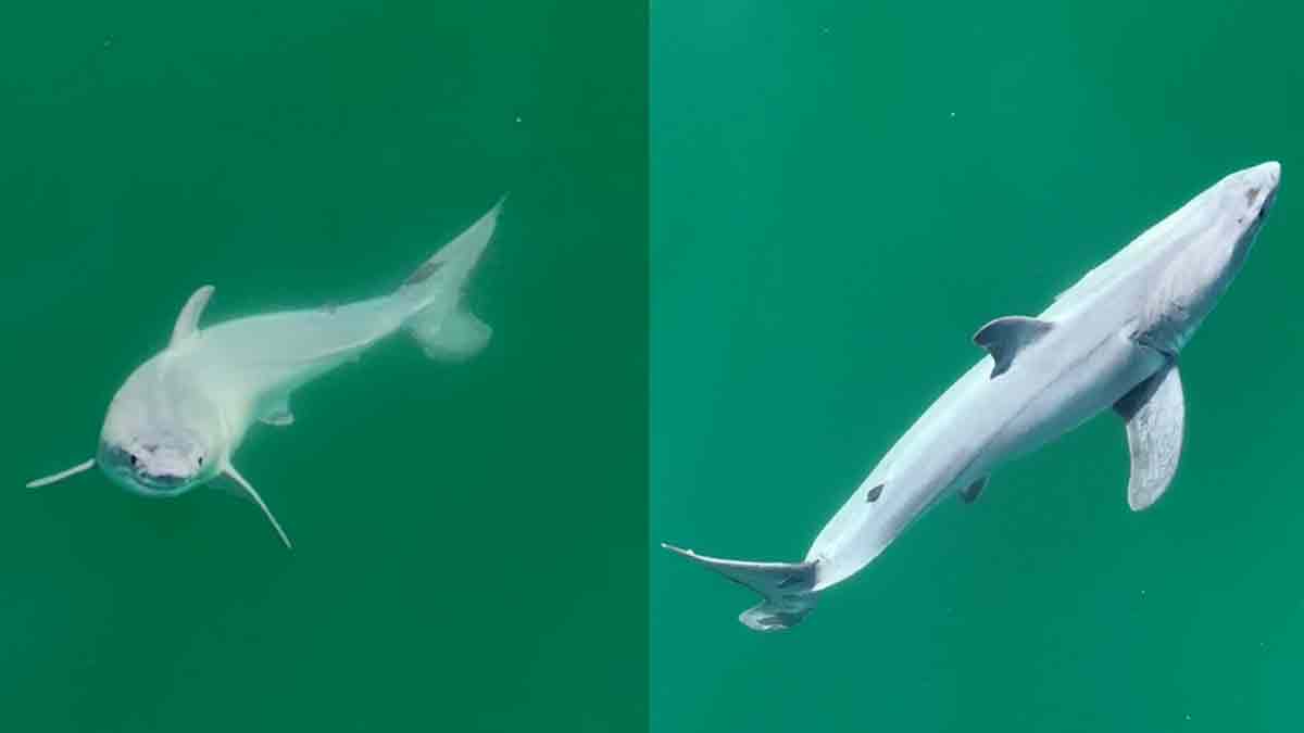 Posible tiburón blanco recién nacido: vídeo de 2023